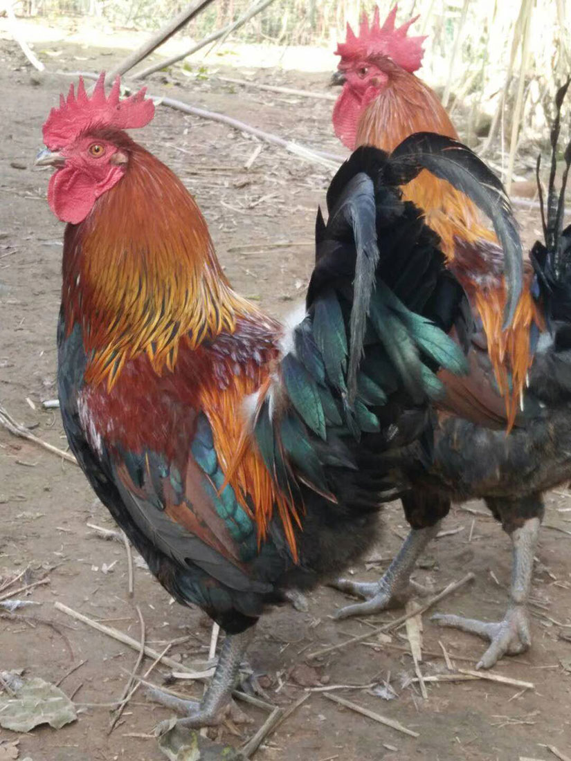 望福生態(tài)跑山公雞